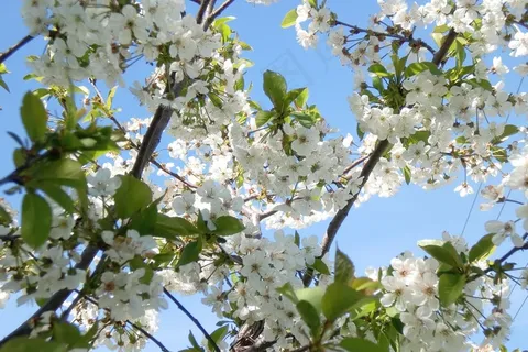 春天白樱花灿烂图片 春天白樱花灿烂图片