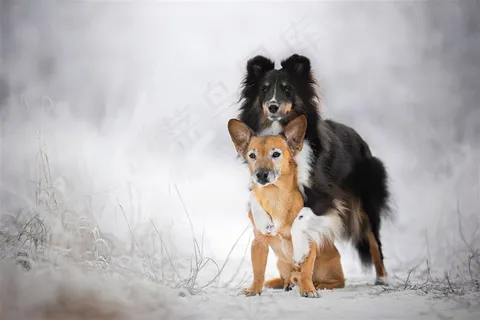 雪地里两只打闹的狗狗摄影图片 雪地里两只打闹的狗狗摄影图片