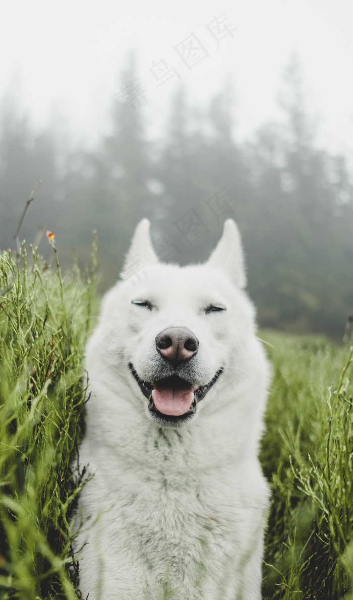 白色雪橇犬哈士奇图片