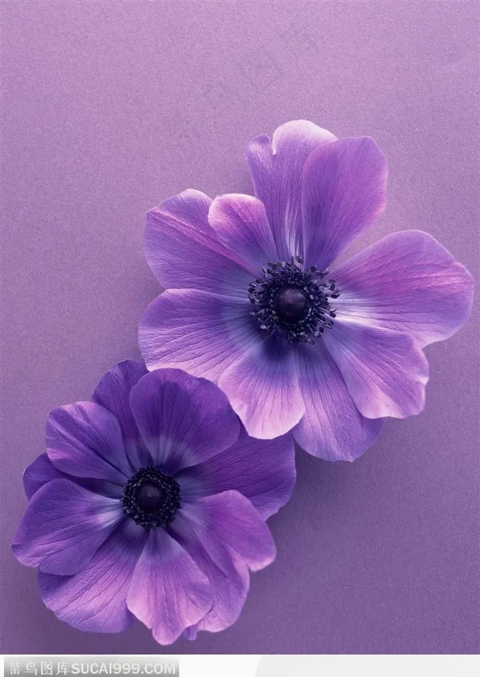 两朵紫色小花鲜花图片