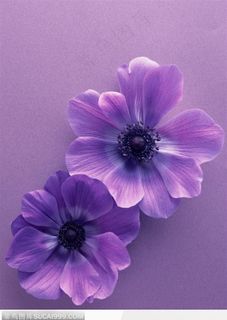 两朵紫色小花鲜花图片