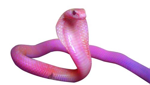眼镜蛇 PNG免抠(500x282)
