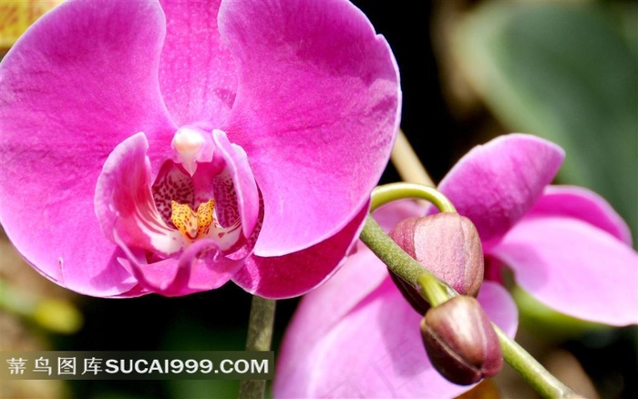 娇艳美丽的蝴蝶兰