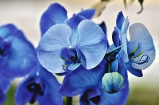 兰花兰花花开花花盛开