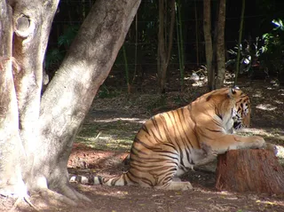 老虎动物园百兽之王虎王野生老虎动物