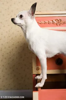 高清站柜子上的可爱吉娃狗狗图片