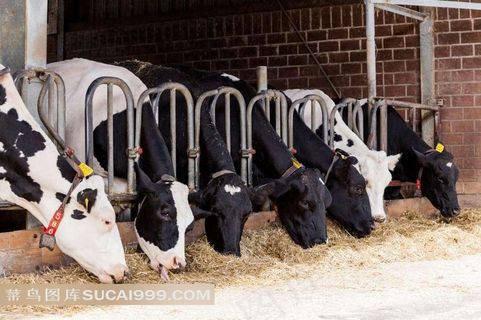 农场系列 - 正在饲料中需找食物的牛群