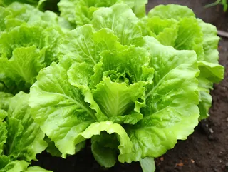 菜园里的蔬菜青菜摄影图