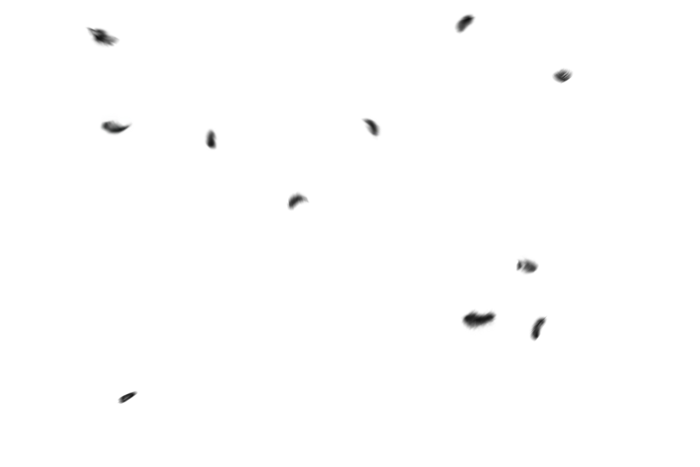 黑色羽毛素材