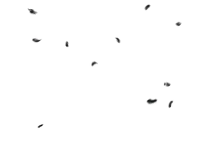 黑色羽毛素材