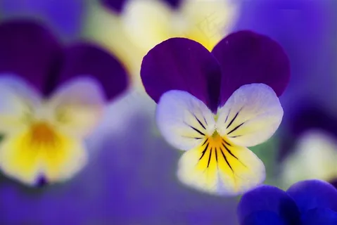 唯美兰花高清鲜花图片 唯美兰花高清鲜花图片