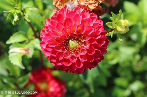 高清盛开的红色大丽花图片