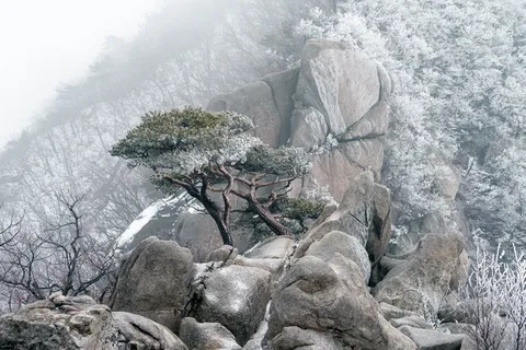 迎客松雪景图片 迎客松雪景图片