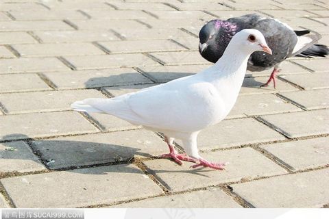 高清晰在地上行走的白鸽子