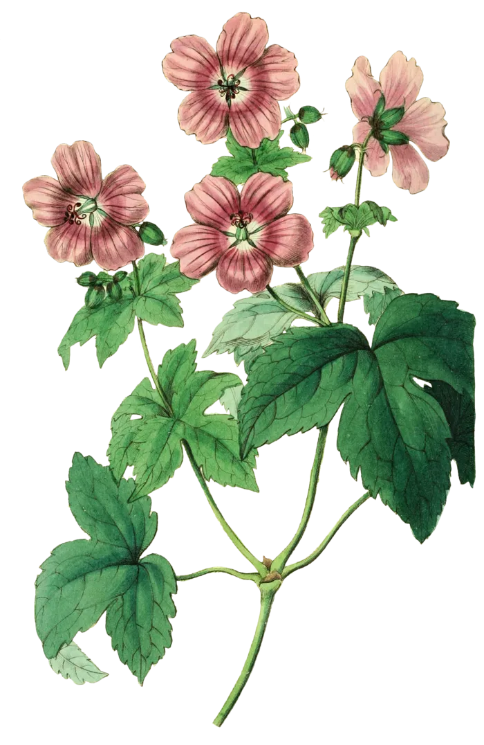 复古手绘植物花卉玫瑰花PNG免扣图案高清图片PS设计素材图