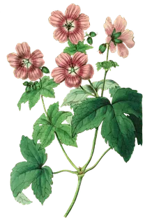 复古手绘植物花卉玫瑰花PNG免扣图案高清图片PS设计素材图