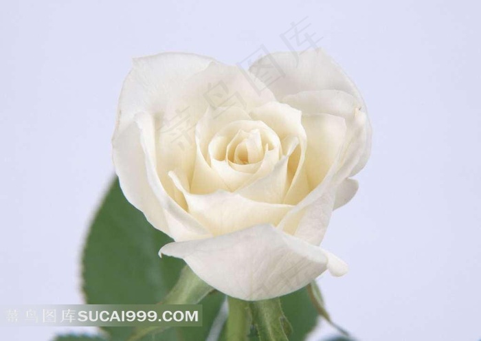 白色玫瑰花图片