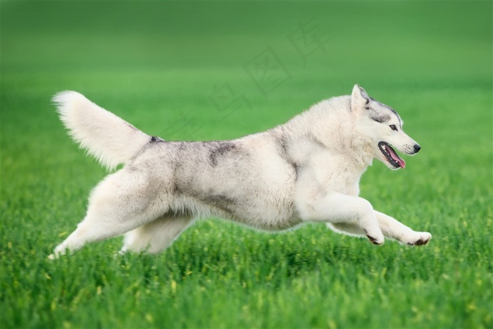 哈士奇宠物狗雪橇犬动物高清图片