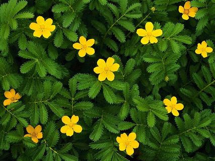 图片设计素材背景炫光背景