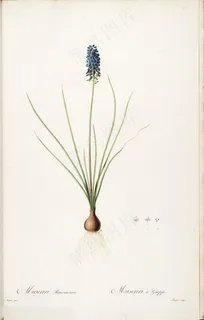 唯美原版高清雷杜德花草图谱 唯美原版高清雷杜德花草图谱