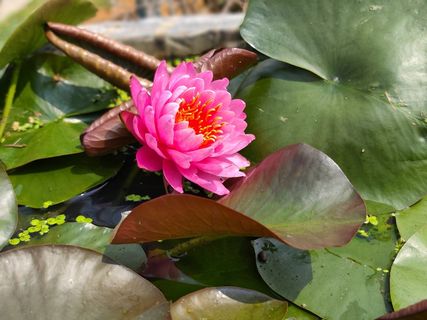 粉红睡莲花卉特写