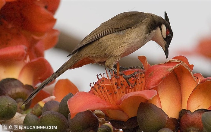 漂亮鸟儿-站在花朵中的鸟儿