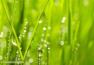 唯美树叶水珠特写高清