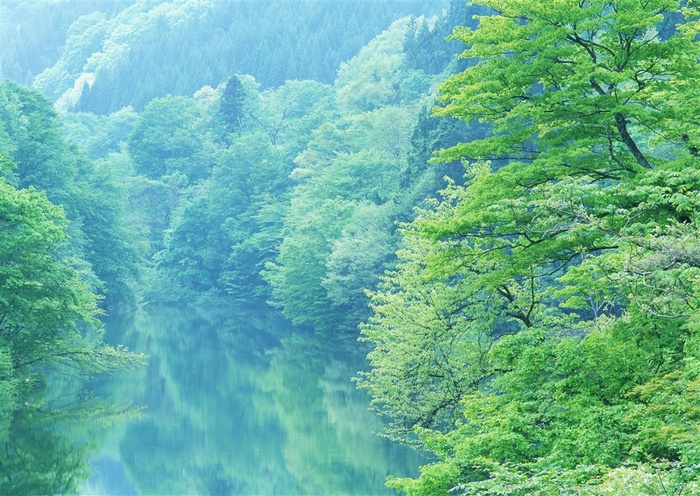 树木风景阳光素材