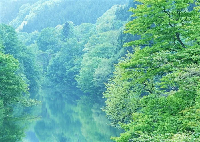 树木风景阳光素材