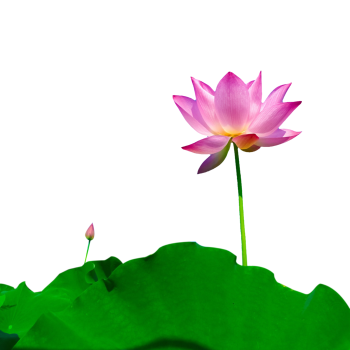 荷花 莲花 免抠