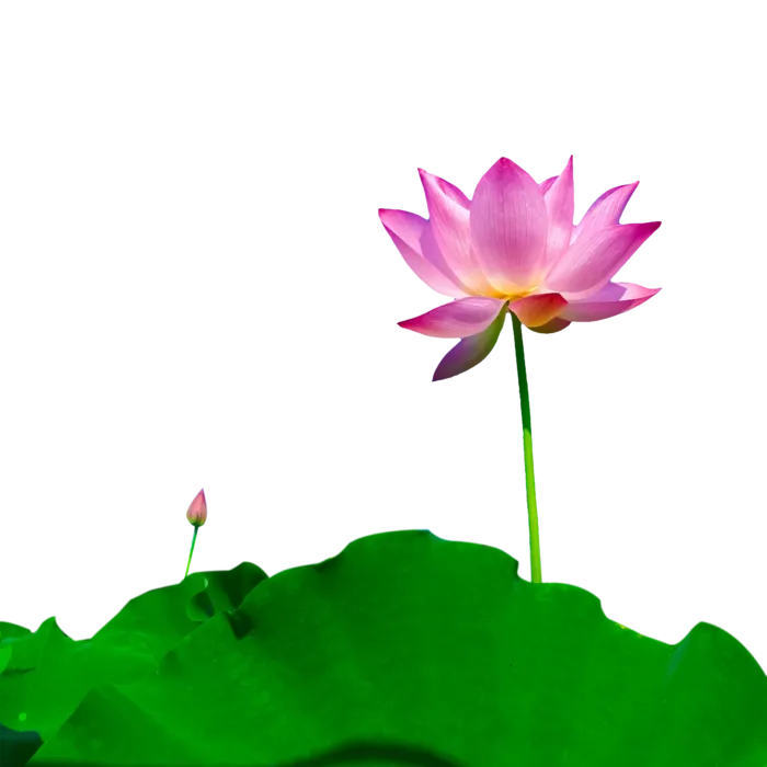 荷花 莲花 免抠