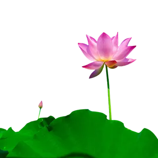 荷花 莲花 免抠