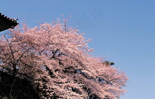 蓝天下的樱花树