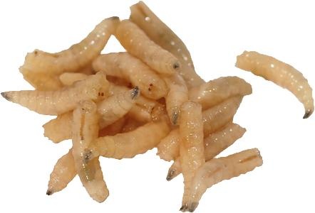 蛆 PNG免抠(442x300)