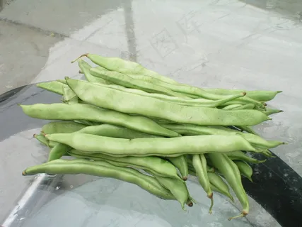 四季豆   四季豆