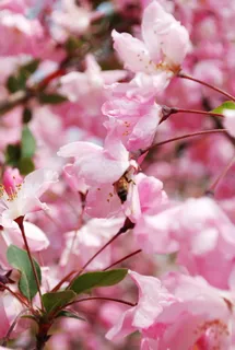 粉嫩海棠花图片 粉嫩海棠花图片