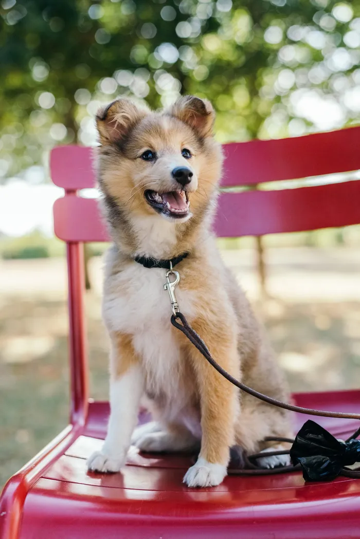 可爱苏牧犬图片 可爱苏牧犬图片