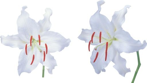 百合花免抠(3137x1772)