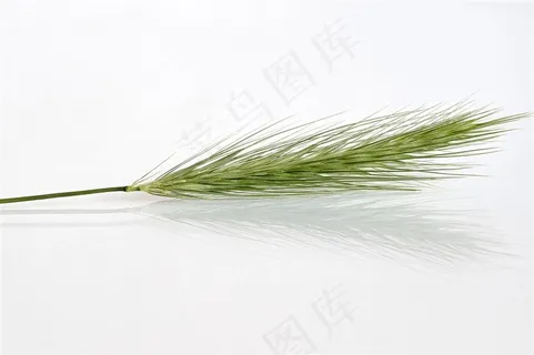 一把绿油油的合穗