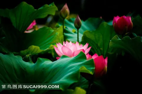 高清莲花荷花图片