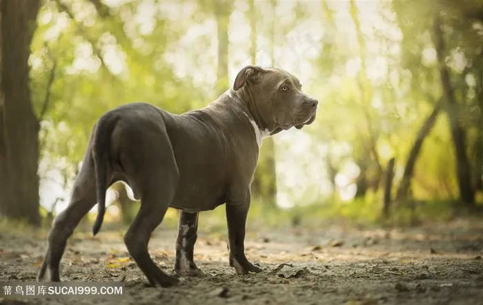 高清树林里斗牛犬狗狗摄影图片