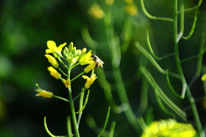 蜜蜂油菜花背景图