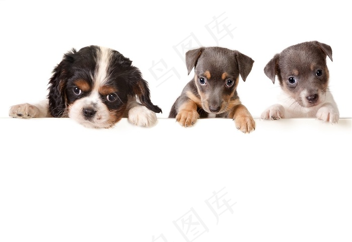 快乐的狗伙伴高清图片