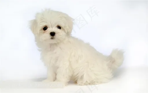 漂亮的白色小狗摄影素材