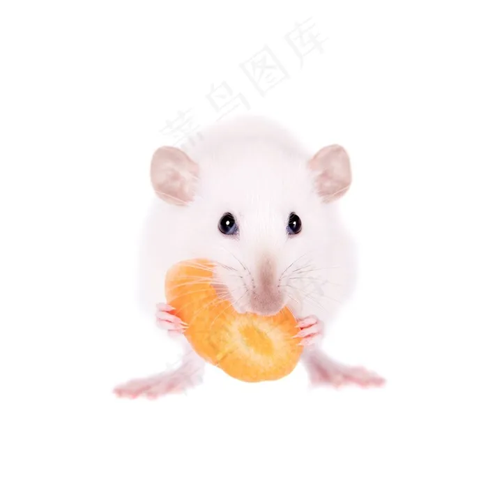 可爱的小白鼠动物高清图