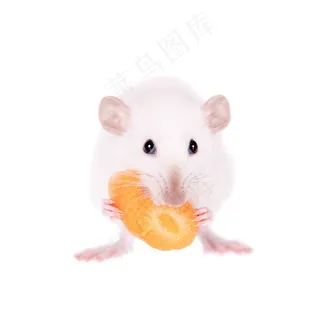 可爱的小白鼠动物高清图