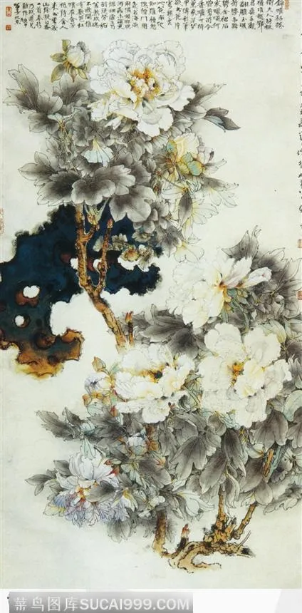 白牡丹 图