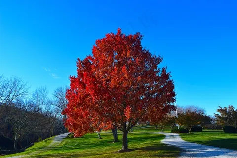 秋天美丽景色摄影图片