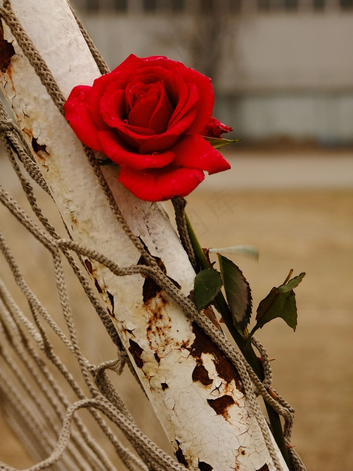 高清非主流玫瑰花图片