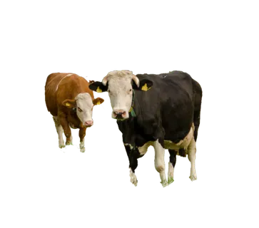 合成所需牛元素